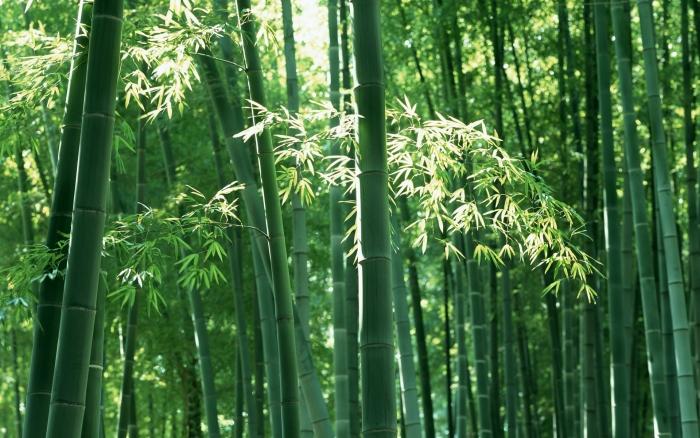 CHIẾU TRÚC 688 CAO BẰNG – HÀNG VIỆT NAM CHẤT LƯỢNG CAO, SẢN PHẨM AN TOÀN VÌ SỨC KHỎE CỘNG ĐỒNG
