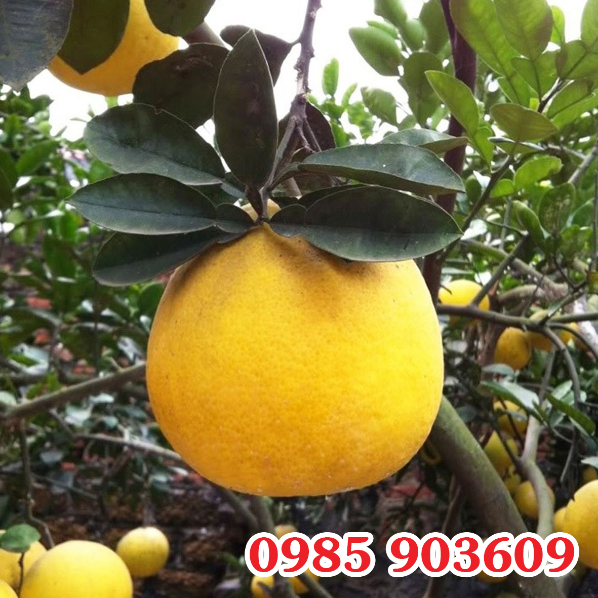 TIẾNG LÀNH ĐỒN XA “VỀ ĐAN PHƯỢNG THĂM VƯỜN BƯỞI LÂU NĂM”.