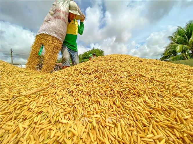 Đồng bằng sông Cửu Long: Giá lúa tăng giảm trái chiều