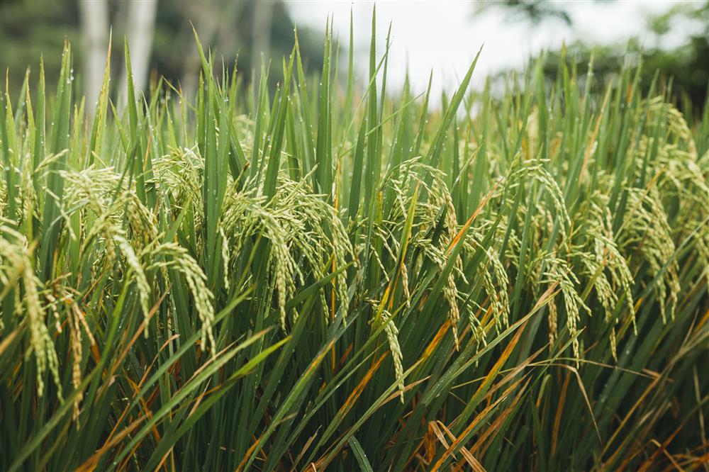 Củng cố vị thế của ngành nông nghiệp và nông dân Việt Nam