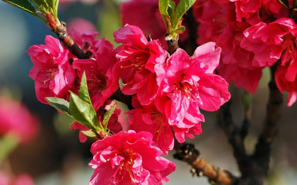 Ban Bí thư ra Chỉ thị về việc tổ chức Tết Quý Mão năm 2023