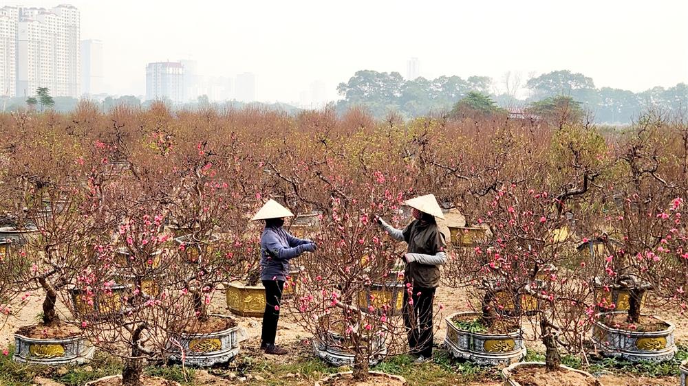 Những yếu tố quan trọng nhất để phục vụ một cái Tết hiệu quả 