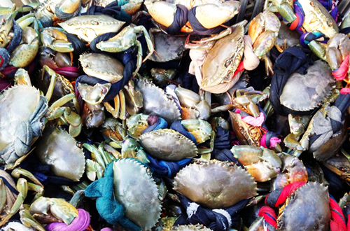 Giá cua biển ở Cà Mau tăng từng ngày. Ảnh: Hoàng Hạnh.