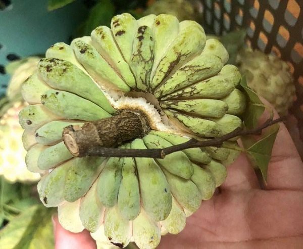 
Na bở từ hàng bị thất sủng bỗng thành hàng hiếm được mọi người lùng mua (ảnh: Ly Thanh Ly)
