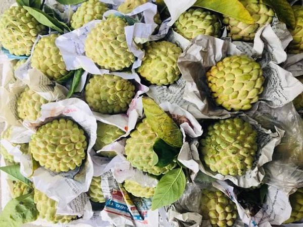 
Giá na bở hiện tại dao động từ 130.000-160.000 đồng/kg (ảnh: Ly Thanh Ly)
