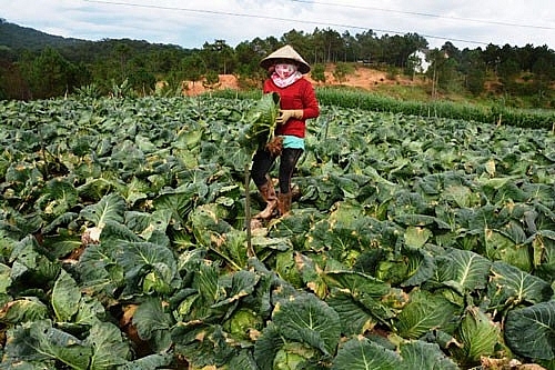 Nông sản Đà Lạt giảm giá mạnh