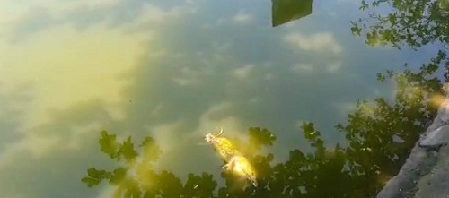 Nghệ An: Người thế chỗ dịch vụ câu cá ở hồ Goong là ai?