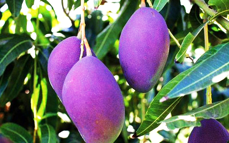 Quả kỳ lạ