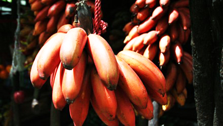 Quả kỳ lạ