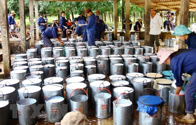 Xuất khẩu cao su của Việt Nam tăng đột biến trong bốn tháng đầu năm 2021. 