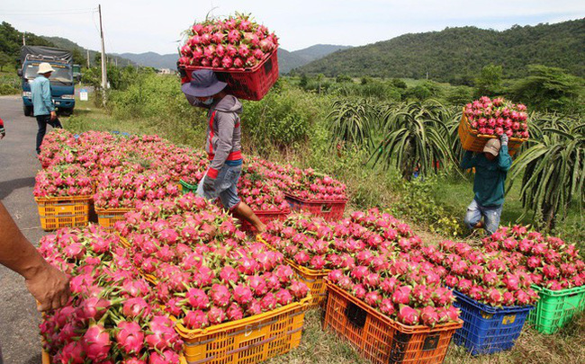 Hơn 100.000 tấn thanh long đang nằm trong kho do phía Trung Quốc dừng nhập khẩu