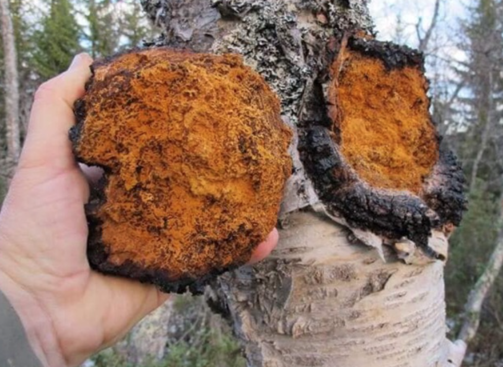 Xuất hiện một loại Nấm có tác dụng “thần kì”