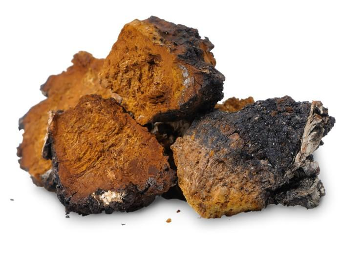 Nấm Chaga - T&aacute;c Dụng V&agrave; C&ocirc;ng Dụng Của Nấm Chaga Nga