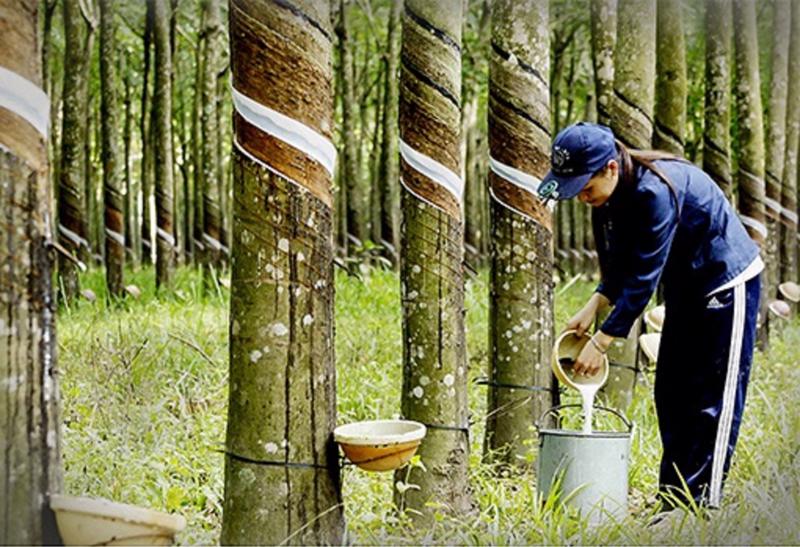 Thị phần cao su Việt Nam đang bị thu hẹp tại Hàn Quốc