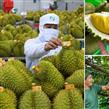 Xuất khẩu rau quả Việt Nam quý I/2026 tăng trưởng mạnh, sầu riêng tiếp tục thống lĩnh thị trường